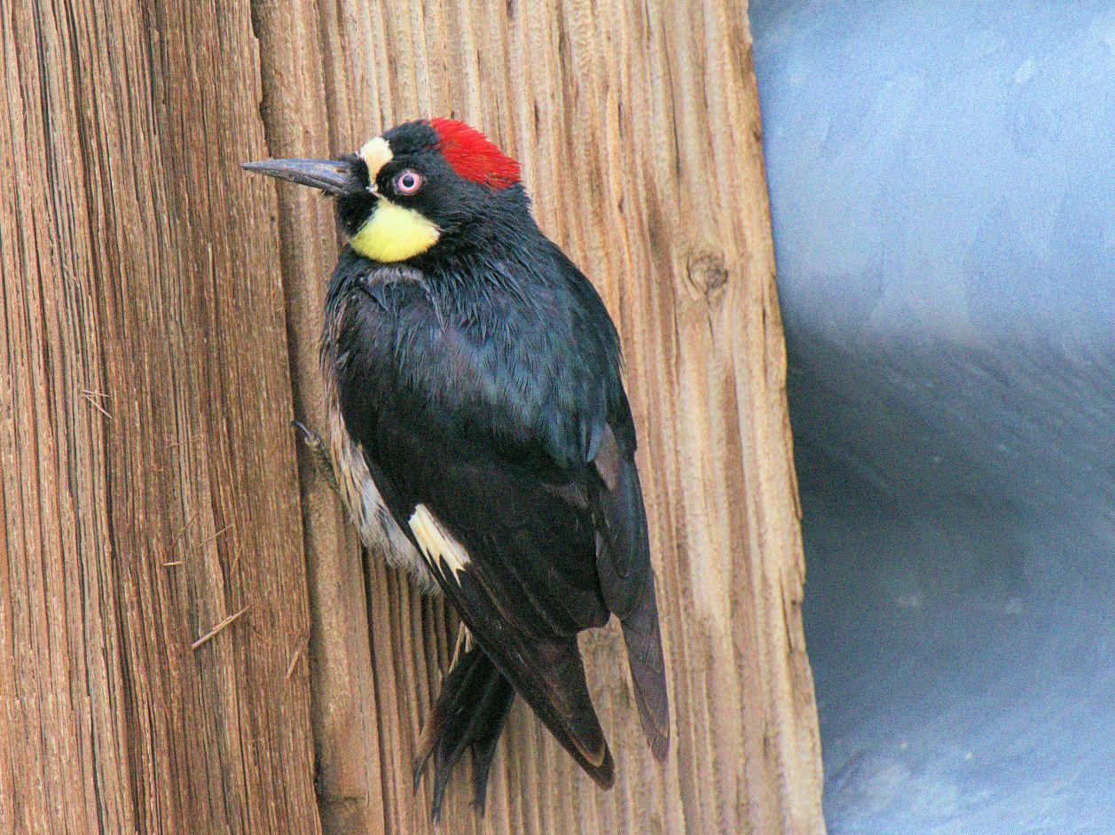 Photo of Acorn Woodpecker 2