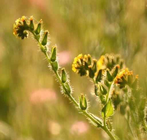 Photo of Fiddlenecks