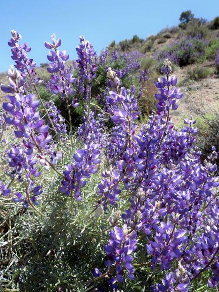 Photo of Lupine