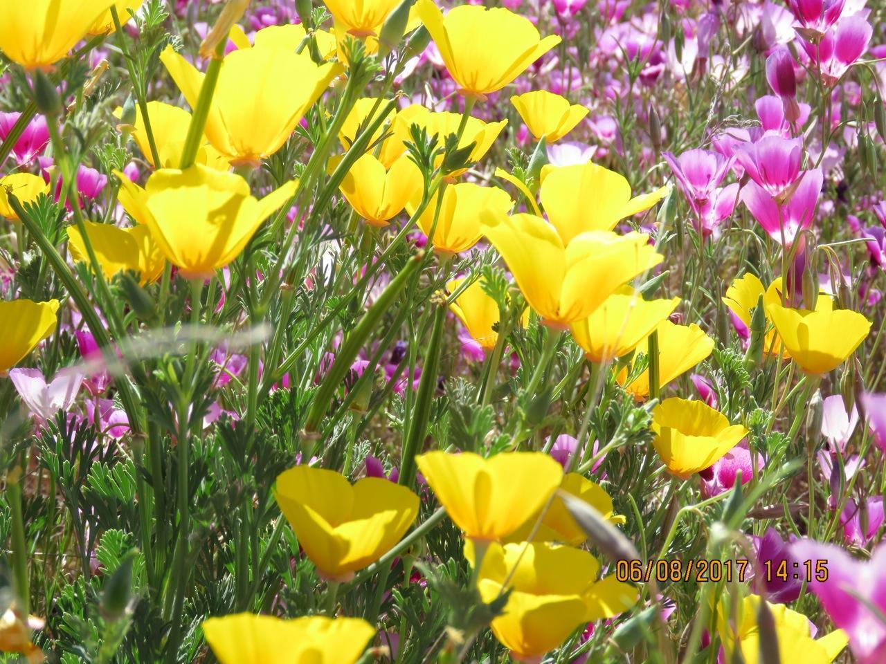 Photo of Poppies