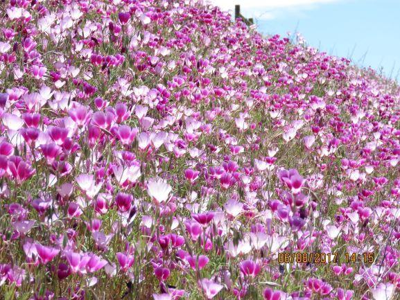 Photo of Farewell-to-Spring flowers