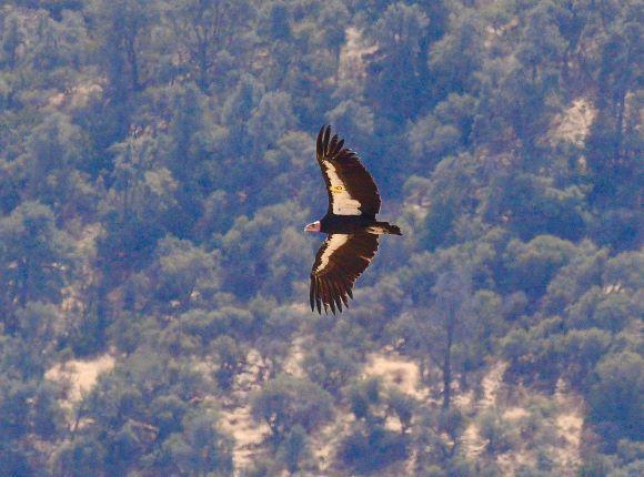 Photo of CA Condor