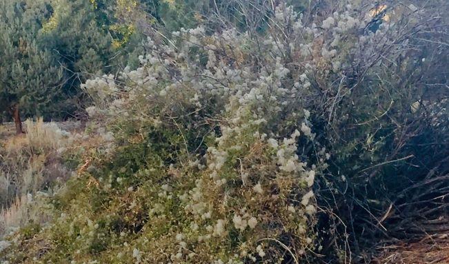 Photo of Clematis on Wild Rose with Arroyo Willow in background