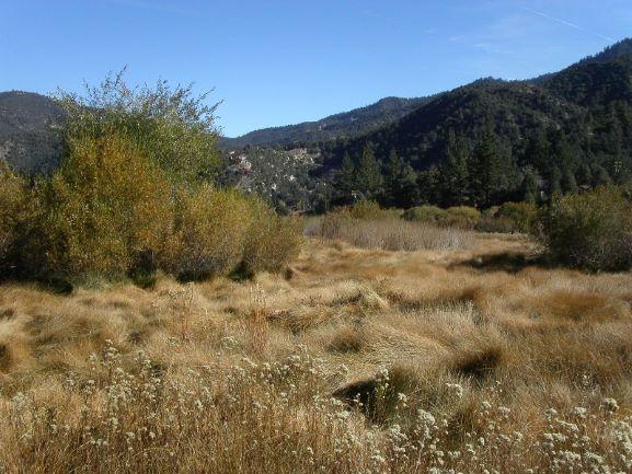 Photo of wetland landscape with goldenrod in foreground