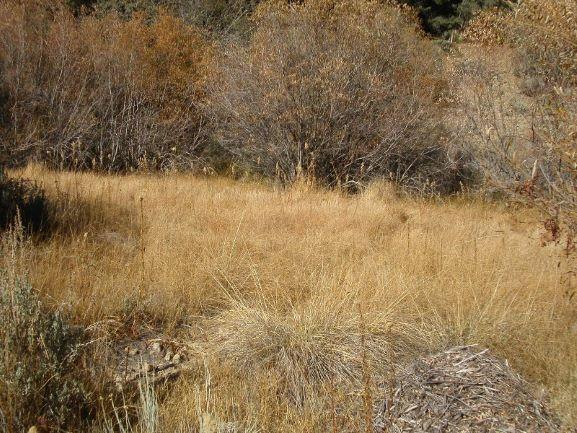 Photo of wetland landscape