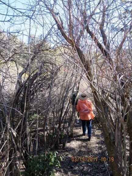 Photo of dense arroyo willow forest