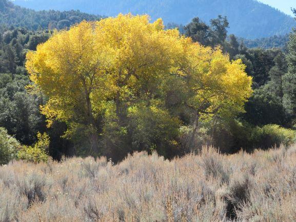 Photo of Fremont Cottonwood tree