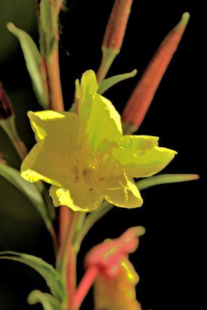 Photo of Evening Primrose flower