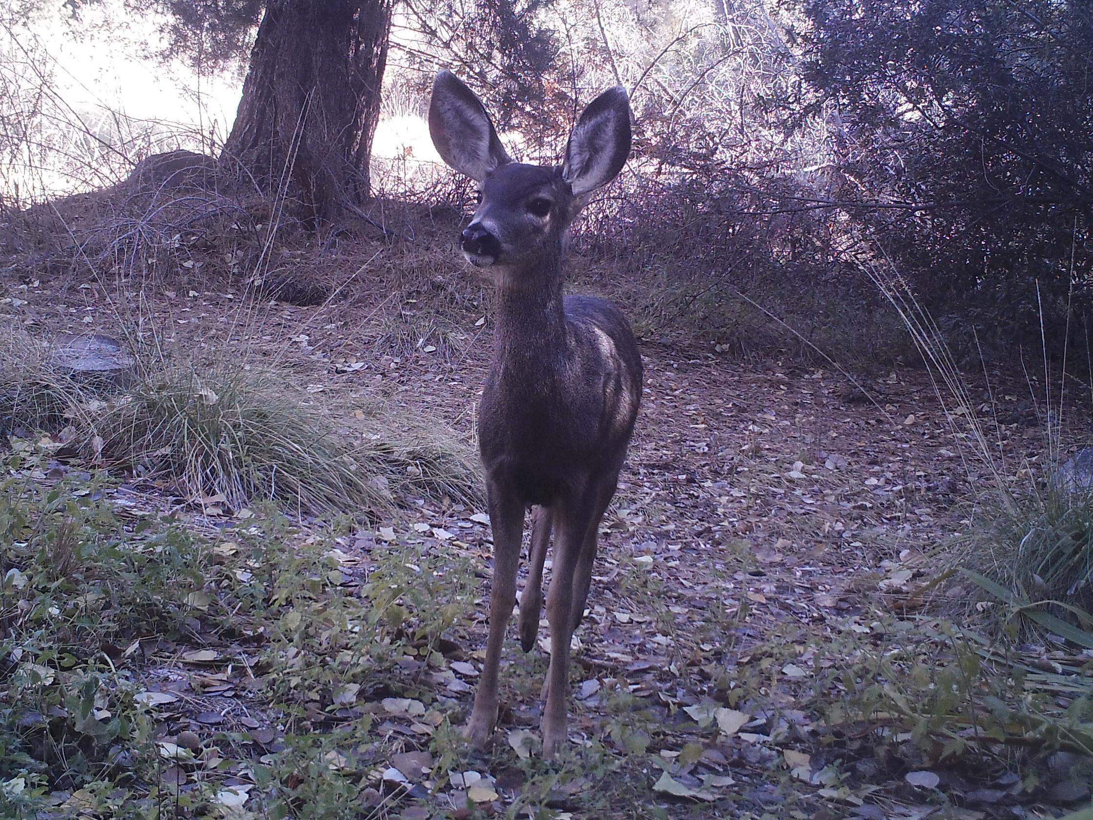 Photo of a fawn