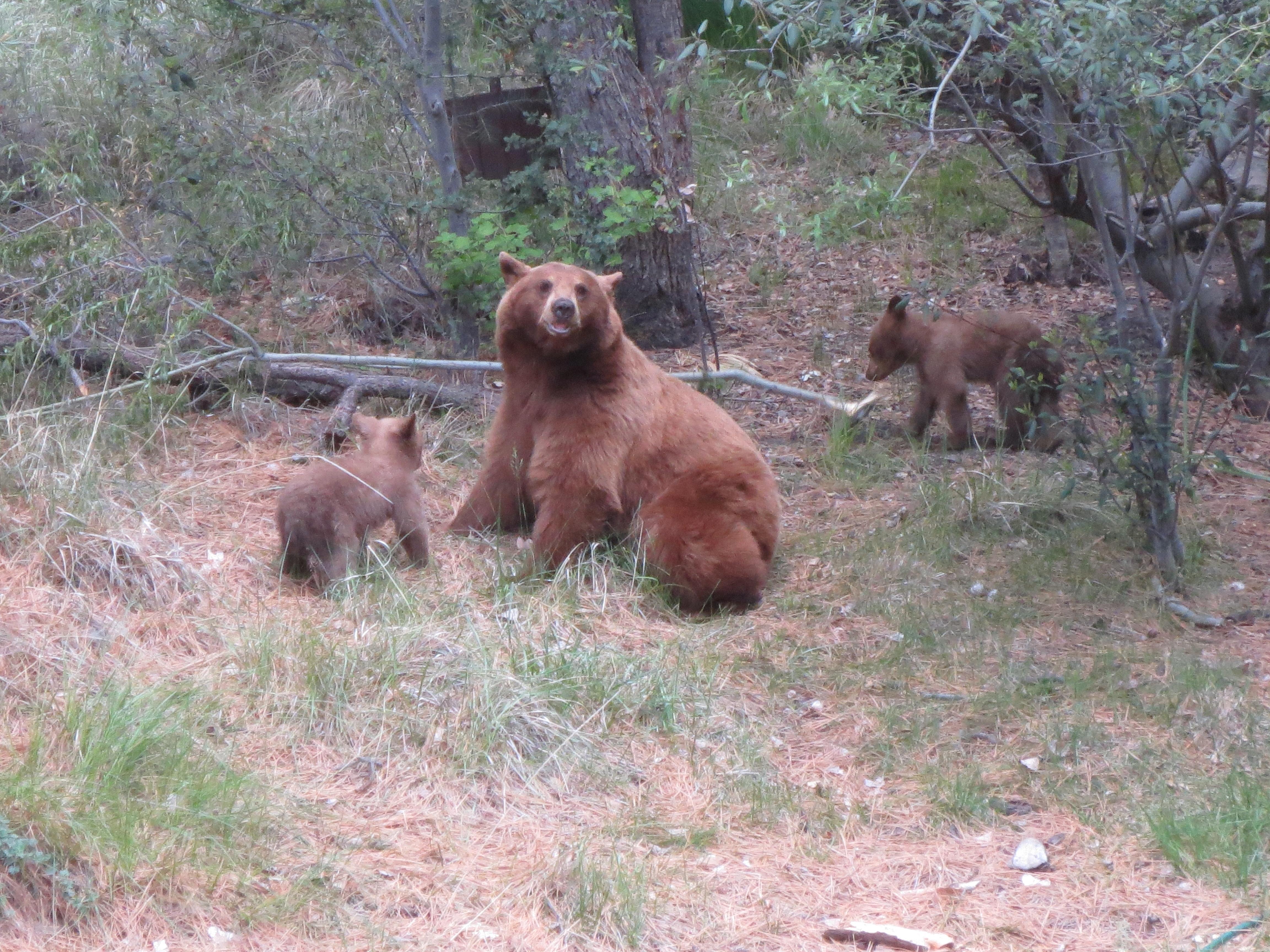 Photo of mama bear and her cubs
