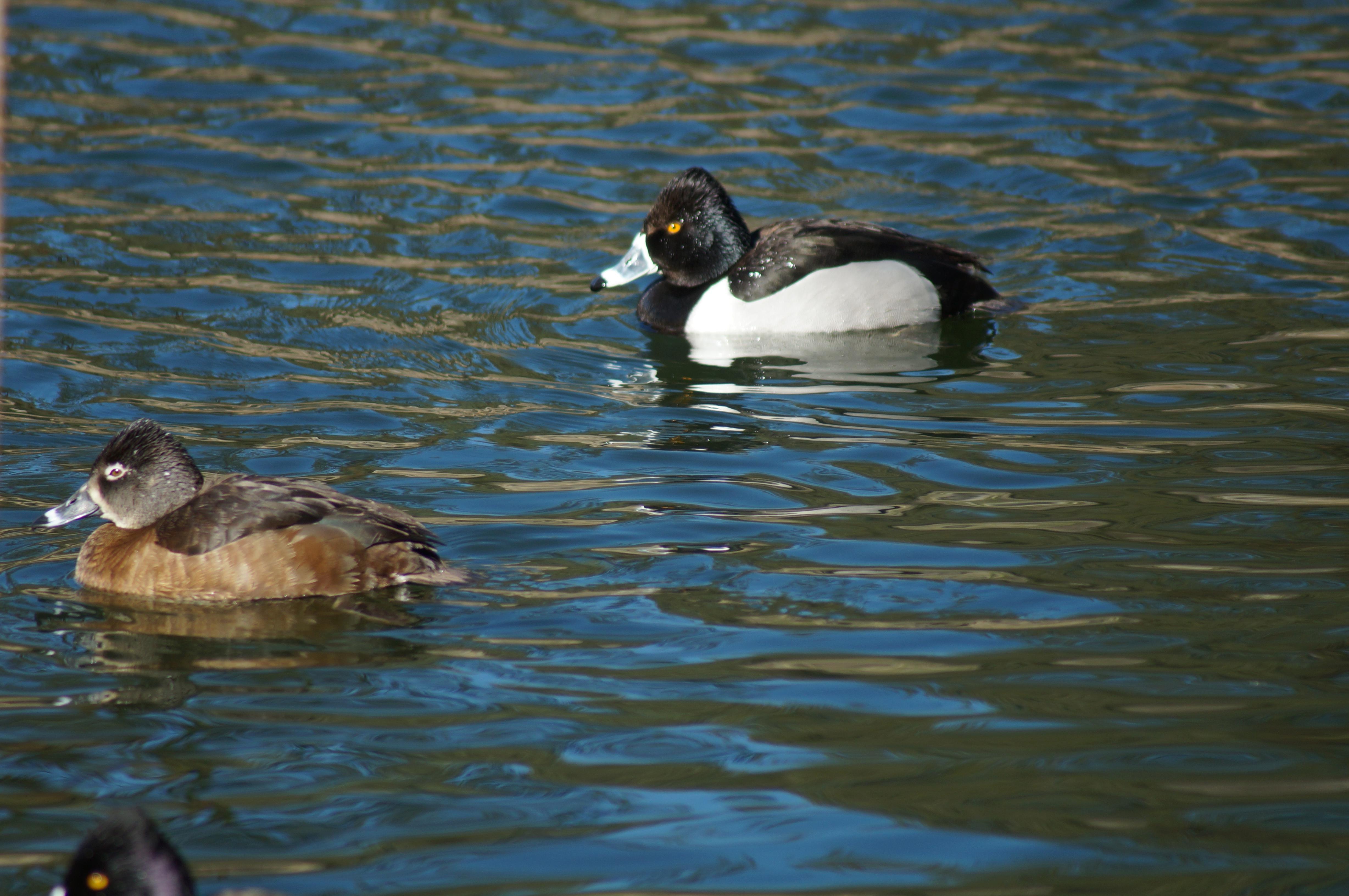 Photo of more coots