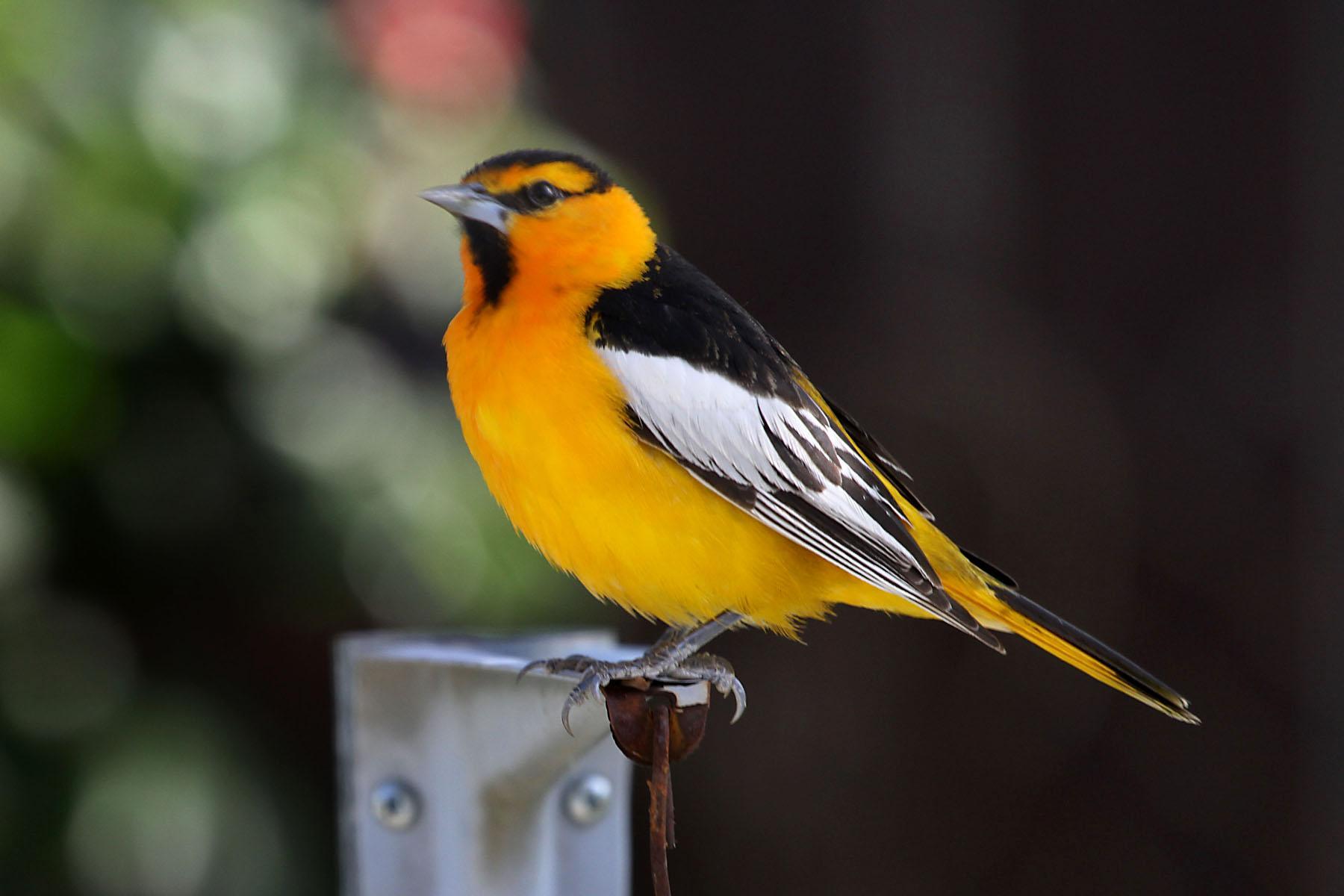 Photo of Bullock's Oriole male