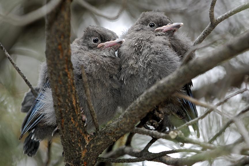 Photo of baby Stellar's Jays