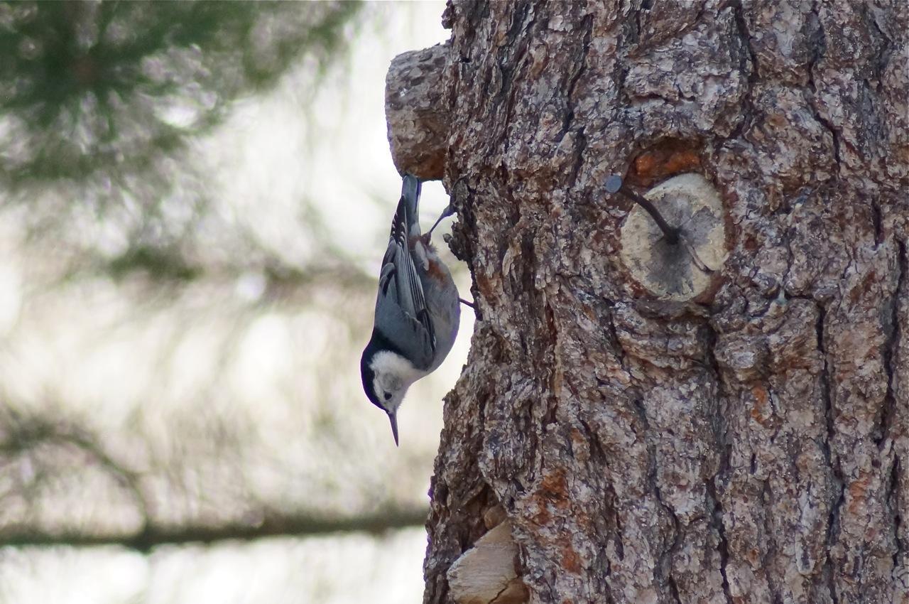Photo of white-breasted nuthatch descending a pinyon pine
