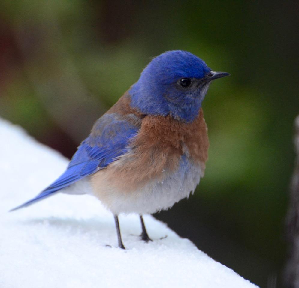Photo of Western Bluebird male on snow-covered deck rail 