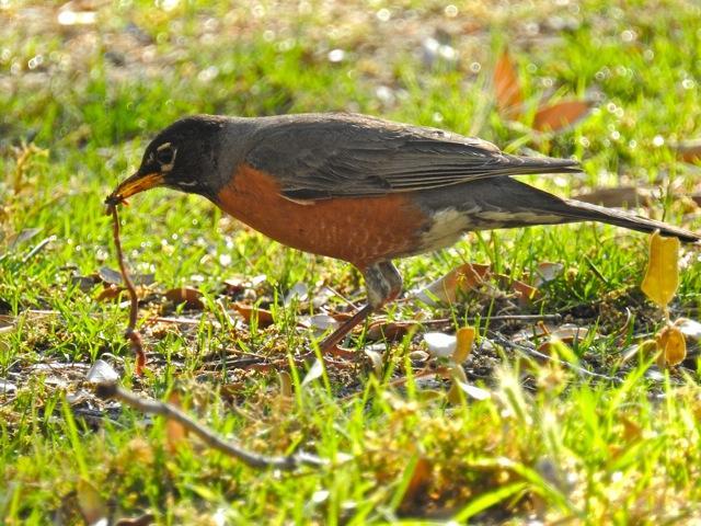 Photo of American Robin