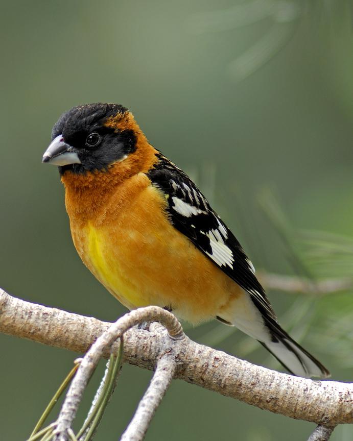 Photo of Black-headed Grosbeak male