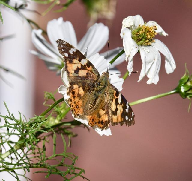 Photo of Painted lady butterfly