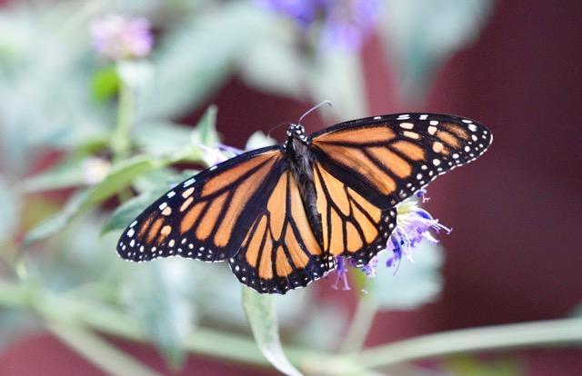 Photo of Monarch butterfly