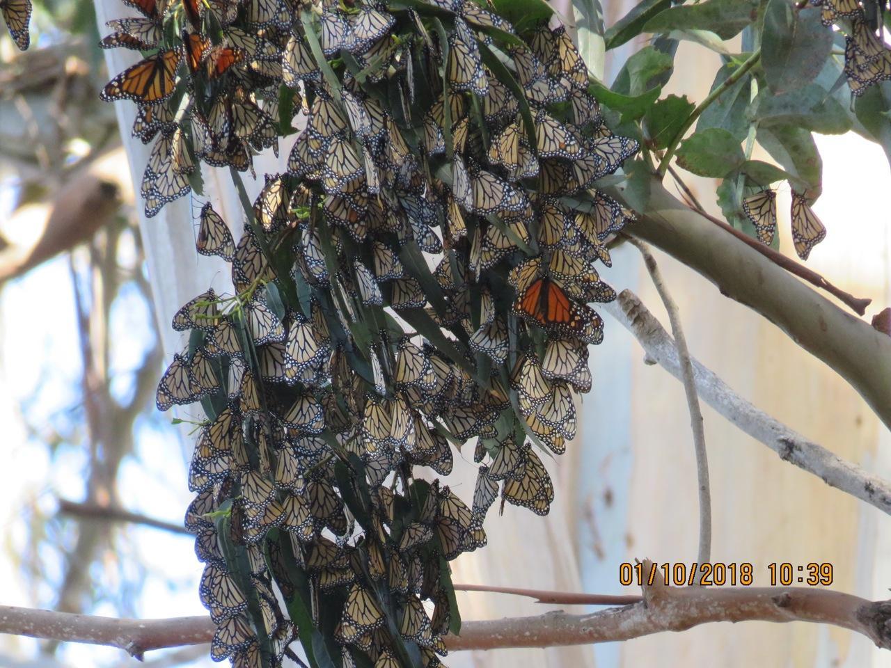 Photo of a wintering swarm of adult monarchs on a tree near the coast