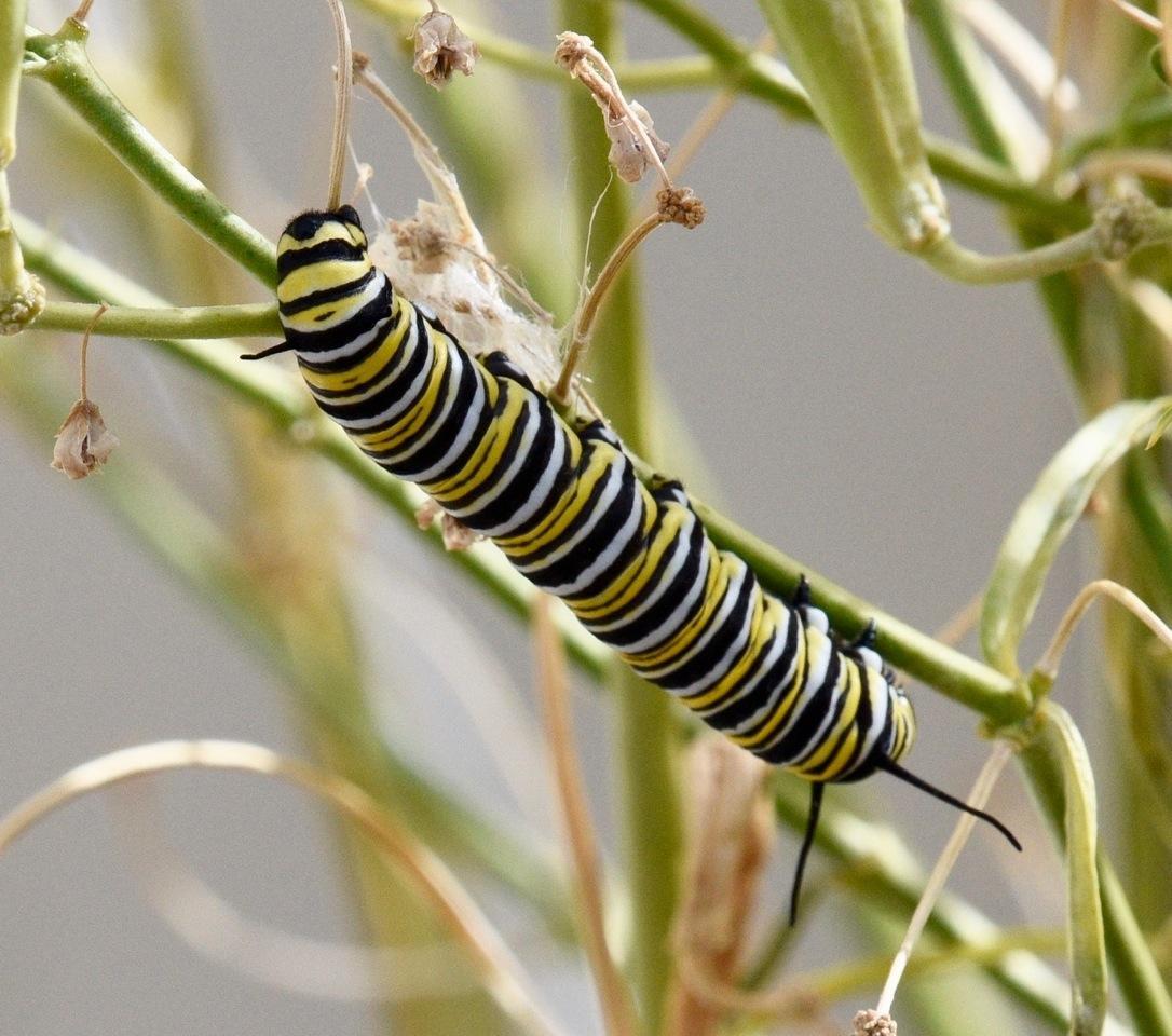 Photo of a monarch caterpillar on a narrow-leaf milkweed