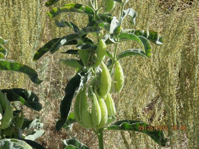 Photo of Broad-leaf milkweed with seed pods ready to burst