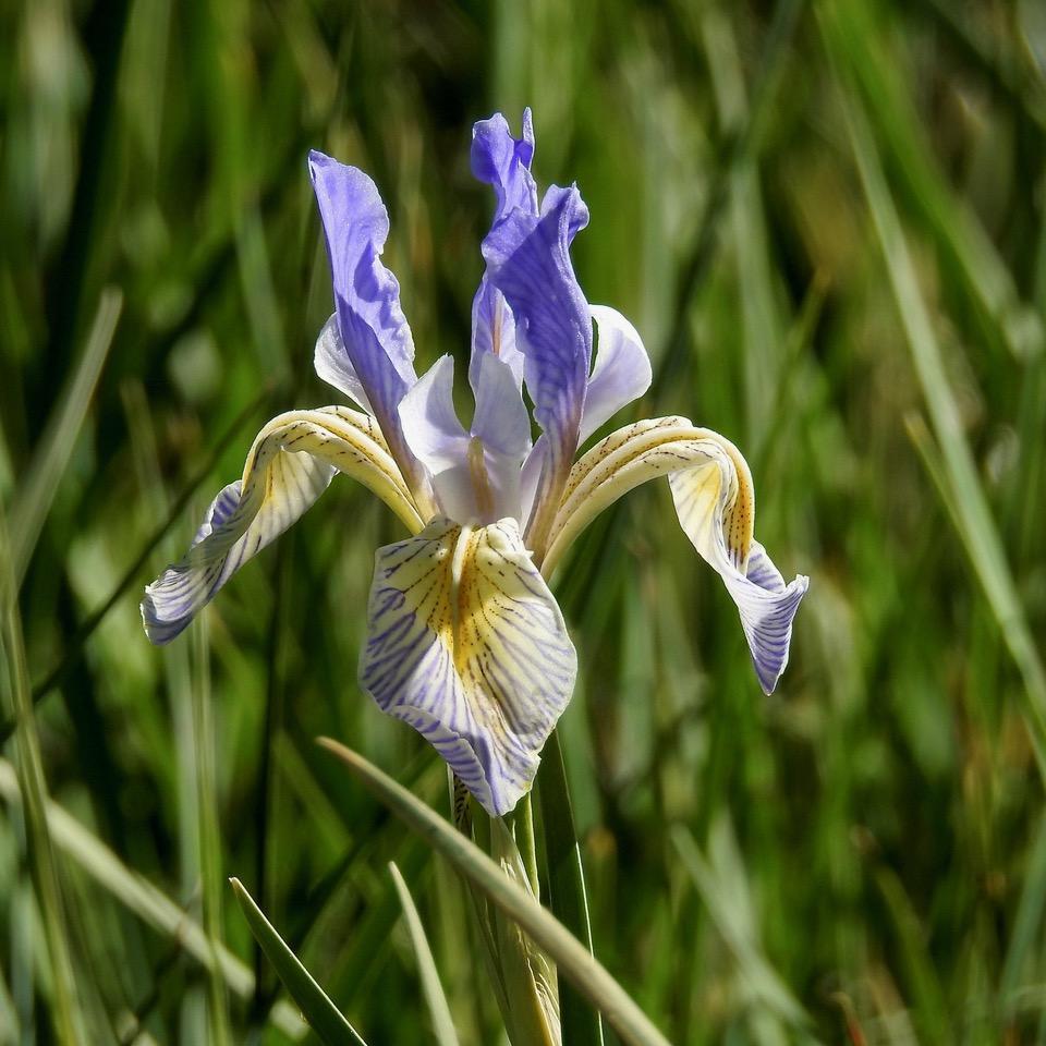 Photo of Western Blue Flag Iris
