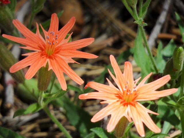 Photo of Mexican Pink flower