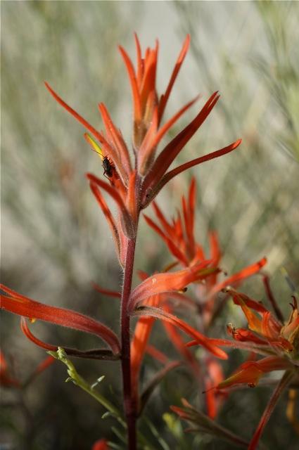 Photo of Paint Brush flower