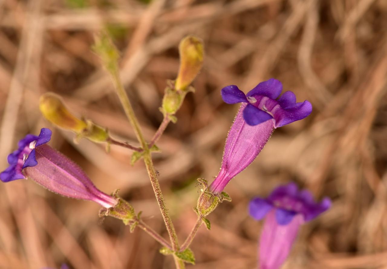 Photo of Showy Blue Penstemon