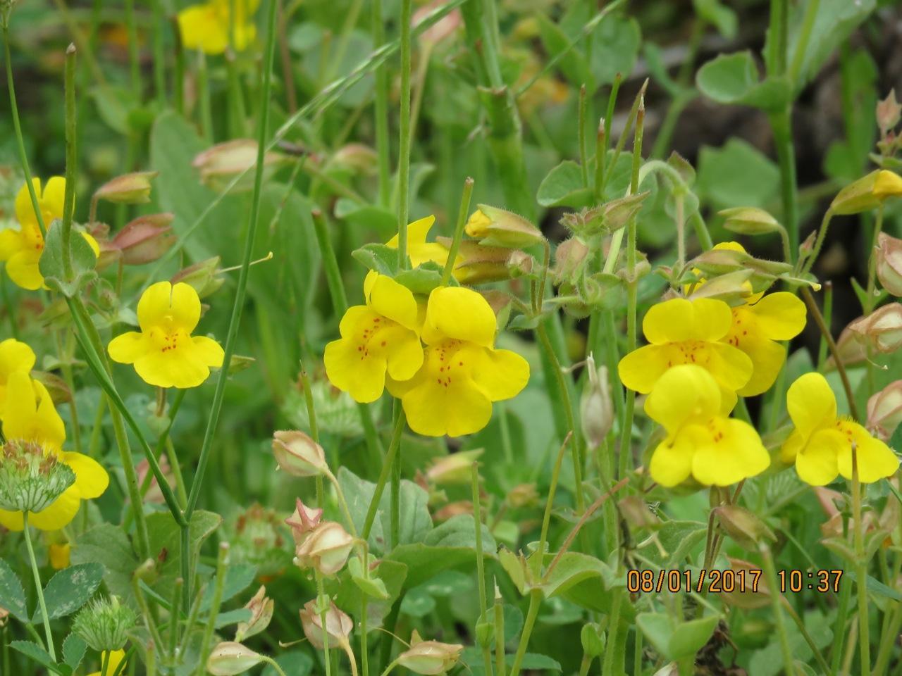 Photo of Seep-spring Monkeyflower