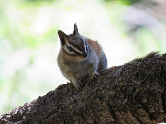 Photo of Mt. Pinos chipmunk