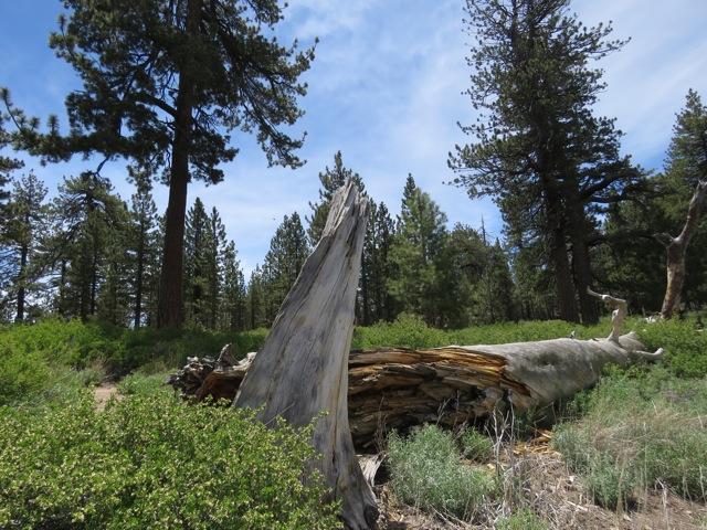 Photo of Mt. Pinos chipmunk habitat