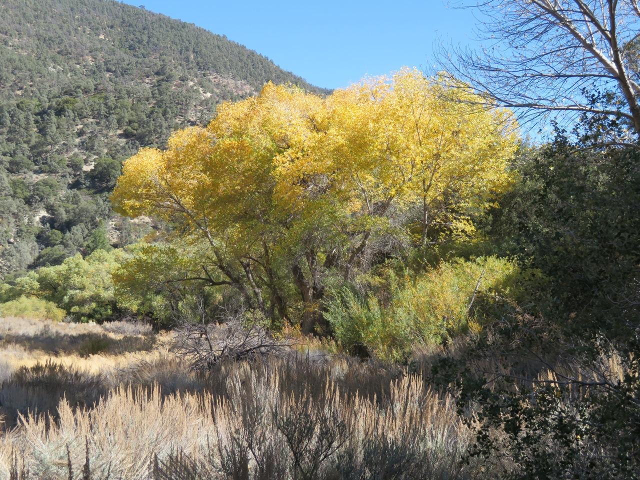 Photo of cottonwood tree in Mil Potrero Wetlands in PMC