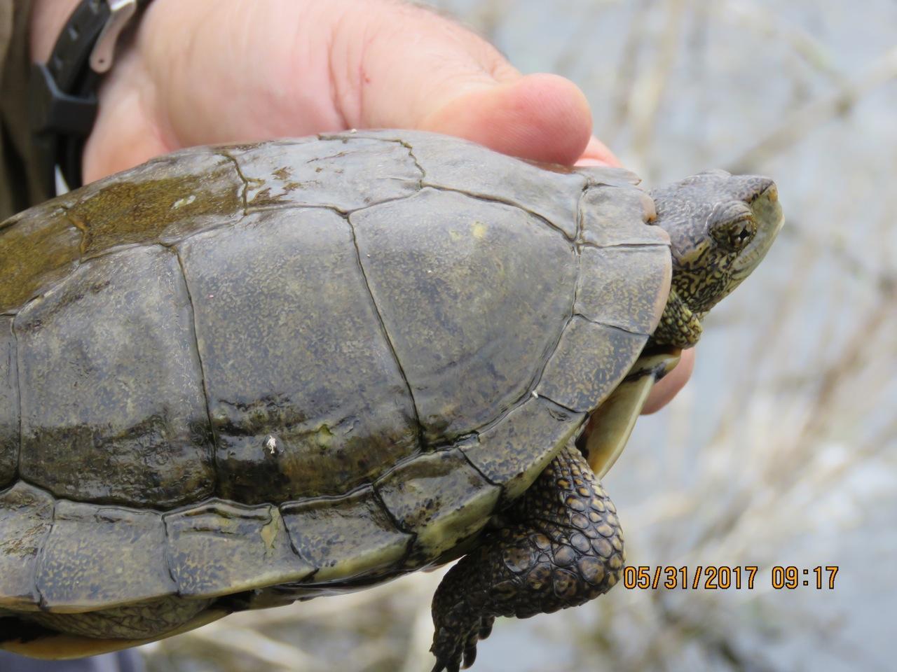 Photo of Western pond turtle--marked and studied by a population researcher