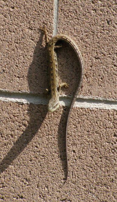 Photo of Northern alligator lizard