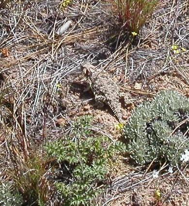 Photo of Coastal horned lizard