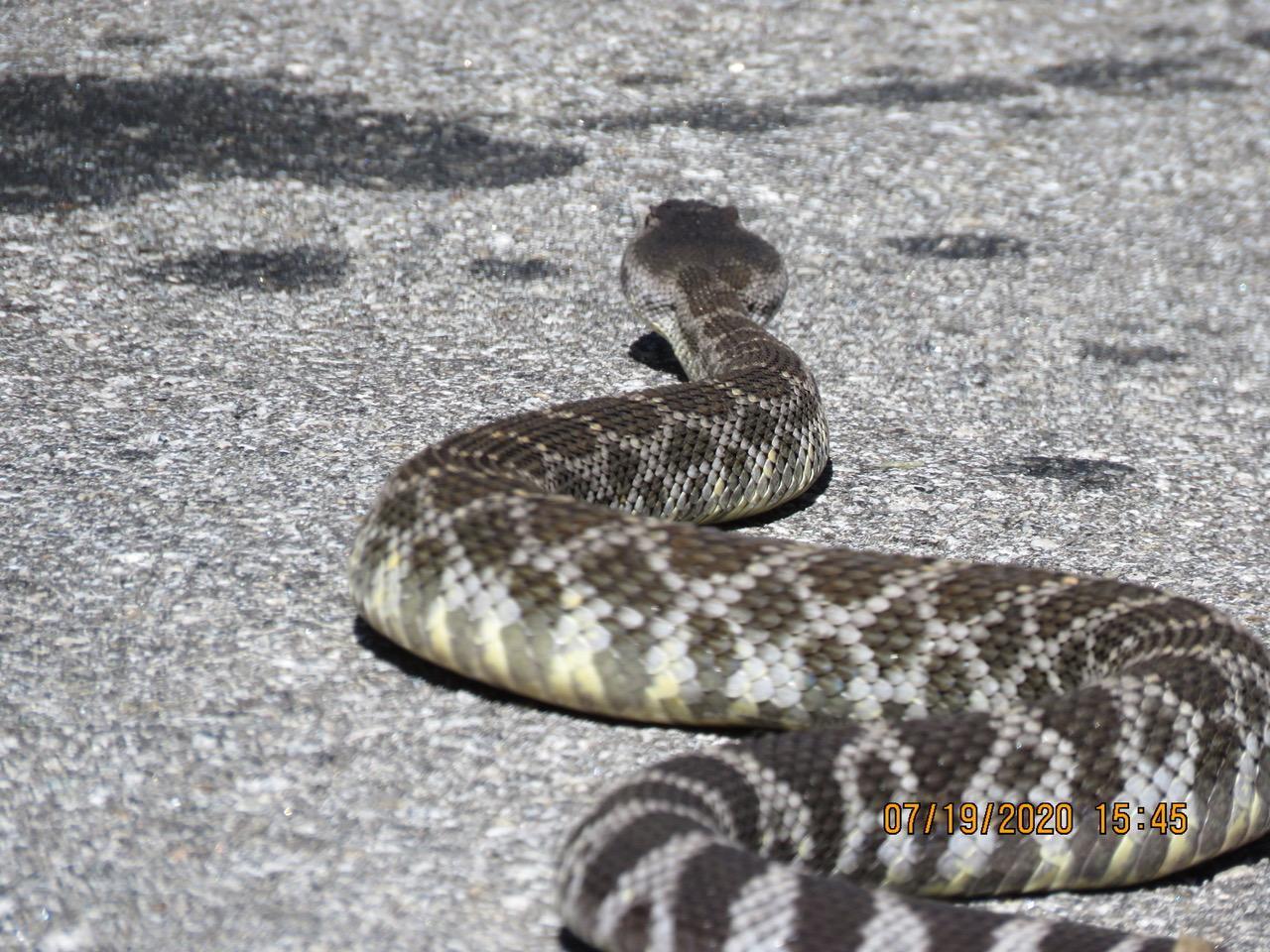 Photo of Pacific rattlesnake - showing triangular head