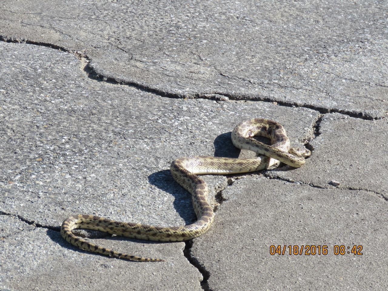 Photo of Gopher snake