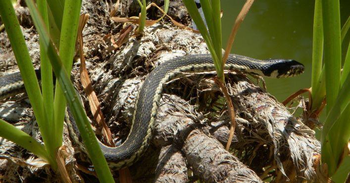 Photo of Two-lined garter snake
