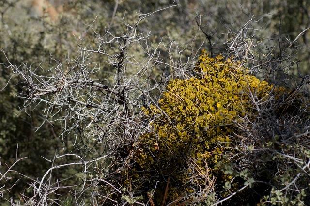 Photo of Mistletoe on scrub oak