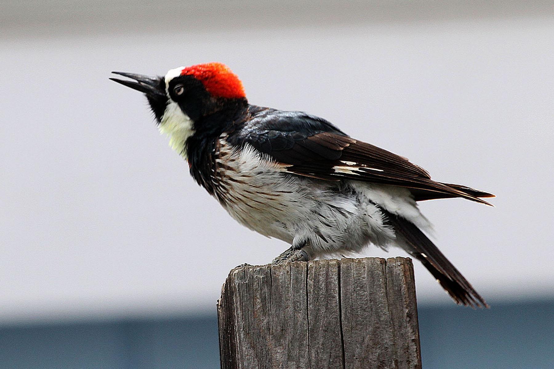 Photo of Acorn woodpecker