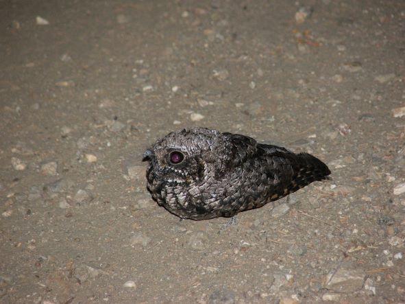 Photo of Common Poorwill on San Emigdio Mountain