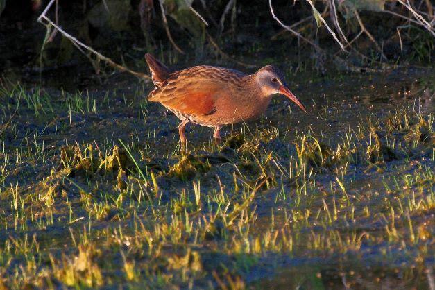 Photo of a Virginia Rail at Quail Lake