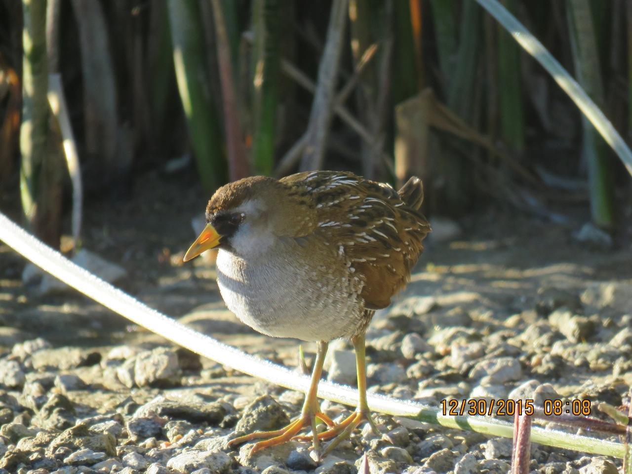 Photo of a Sora at Quail Lake