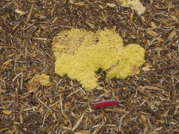 Photo of Dog Vomit Slime Mold – Day 1 of emergence