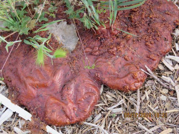 Photo of Dog Vomit Slime Mold – Day 2 or 3 of emergence	