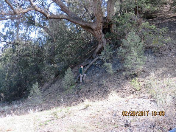 Photo of Canyon live oak with Randy Cushman