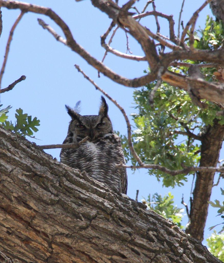 Photo of Valley oak with great horned owl					