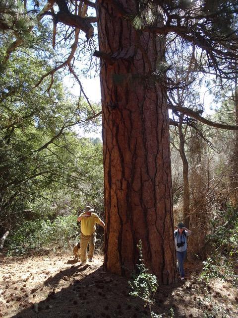 Photo of Jim Whitener Tree with Lynn Stafford and Liz Buchroeder